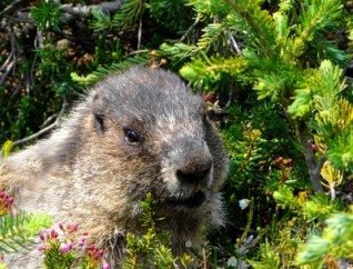 marmotte