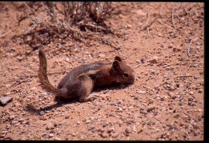 2005 californie BRyce canyon SC (3)