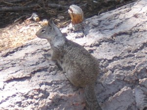 2005 Californie Yosemite (62)