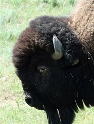 2009_USA_Custer (49)