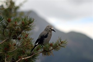 2009_USA_Rockymountains_NP (23)