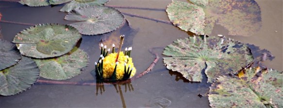 13_Sukhothai_06_Wat_Sa_Si (26)