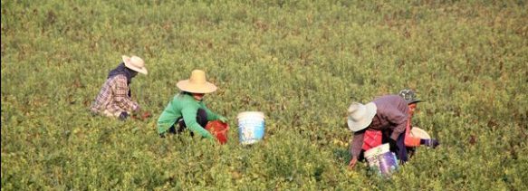 14_Chiang_Rai_03_Wat_Phra_Lampang_Luang (142)